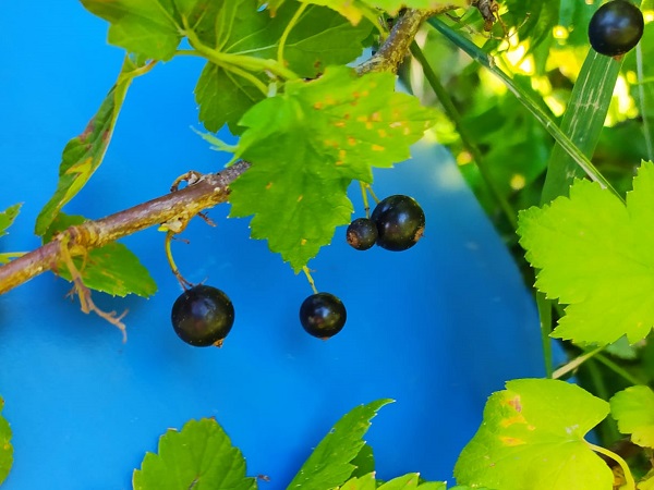 Монастырская ягода - черная смородина